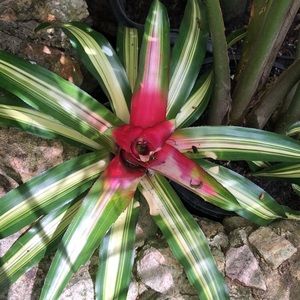 Meet your Posher, Angelique